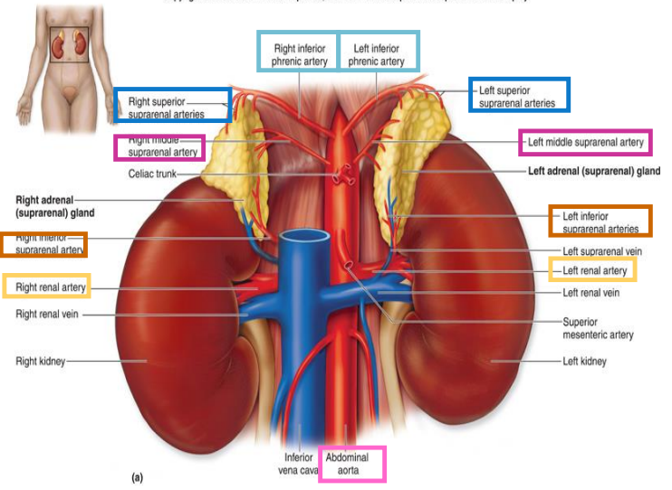 physiology